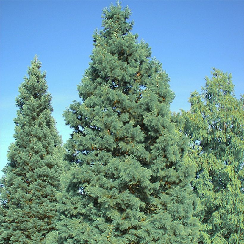 Séquoia géant - Sequoiadendron giganteum Glaucum         (Port)