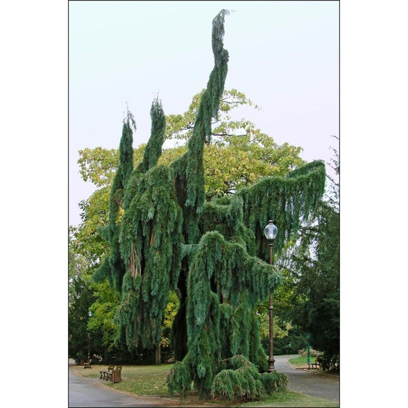 Sequoiadendron giganteum Pendulum - Séquoia géant pleureur (Port)