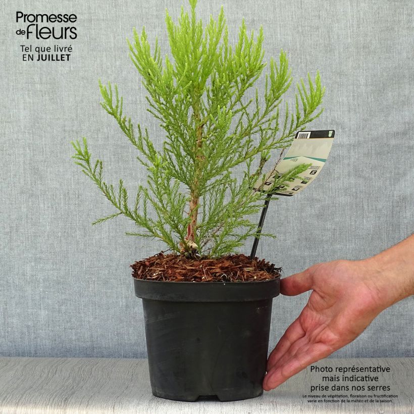 Spécimen de Sequoiadendron giganteum - Séquoia géant  Pot de 2L/3L tel que livré en été