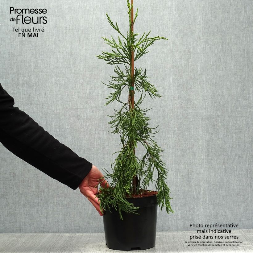 Spécimen de Sequoiadendron giganteum Pendulum - Séquoia géant pleureur en pot de 4/5L tel que livré au printemps