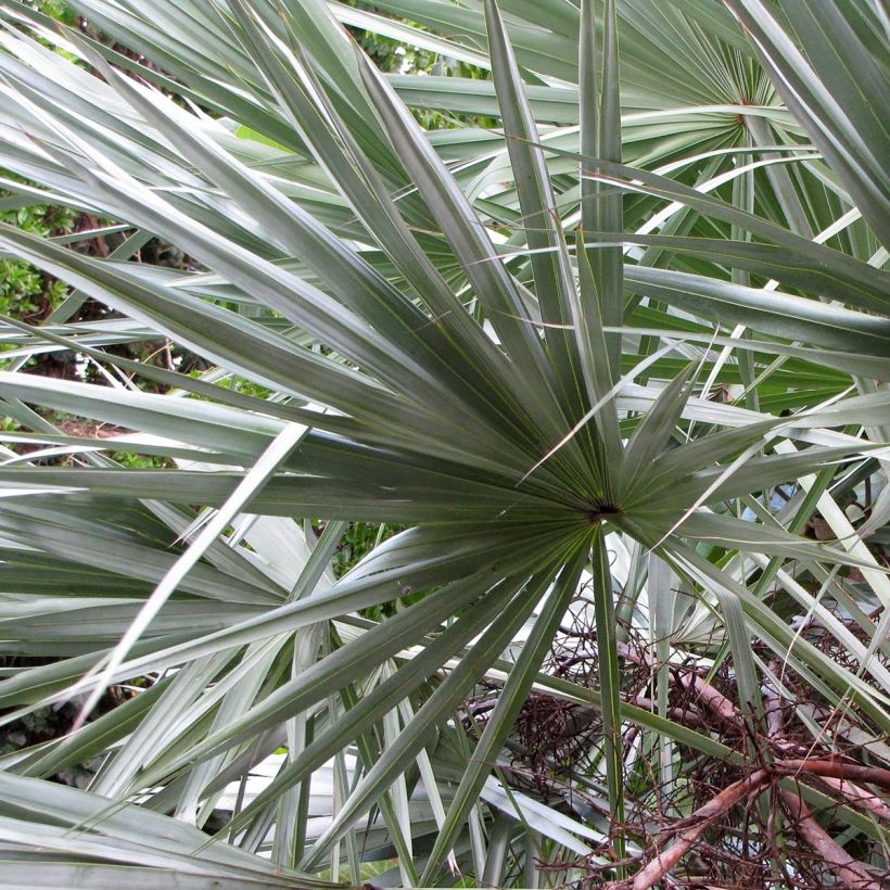 Serenoa repens Silver - Palmier de Floride (Feuillage)