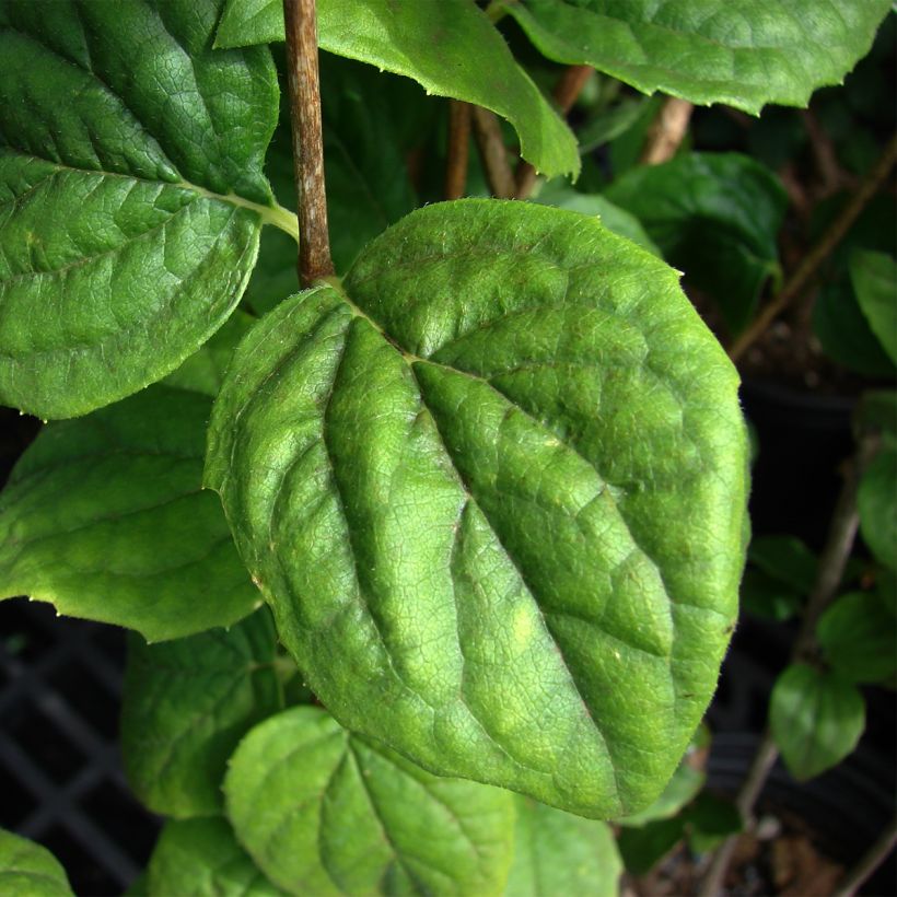 Seringat Minnesota Snowflake - Philadelphus virginalis (Feuillage)