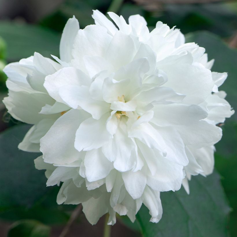 Seringat Minnesota Snowflake - Philadelphus virginalis (Floraison)