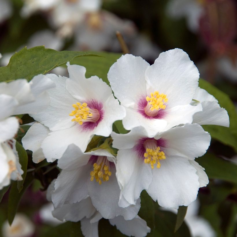 Seringat - Philadelphus Beauclerk (Floraison)