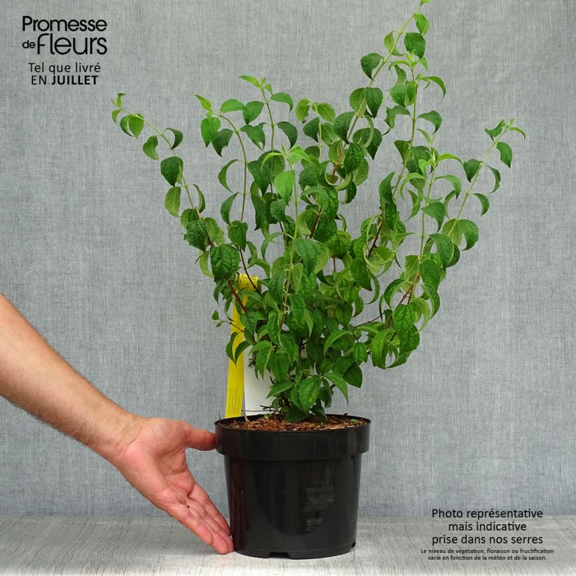 Spécimen de Seringat - Philadelphus Beauclerk Pot de 2L/3L tel que livré en été