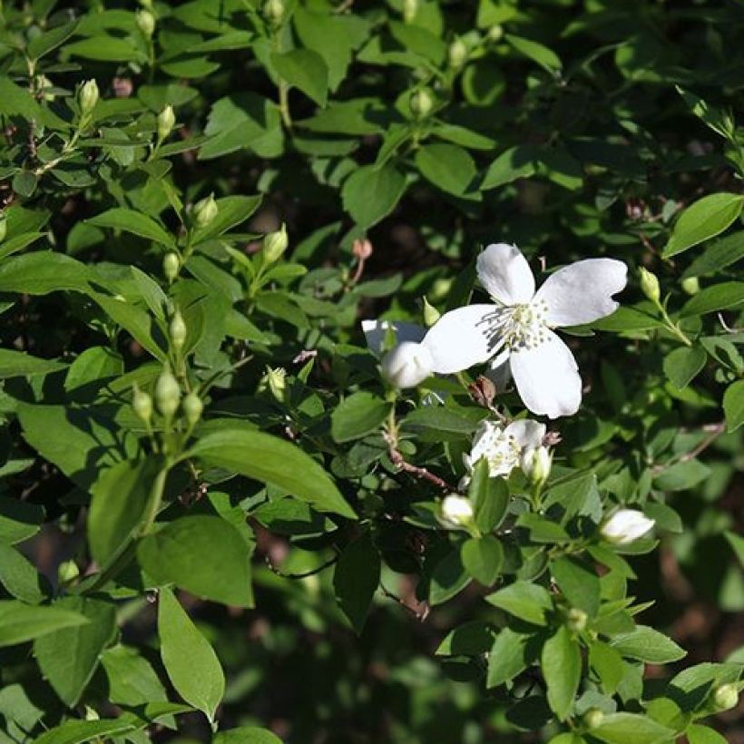 Seringat - Philadelphus Silberregen (Feuillage)