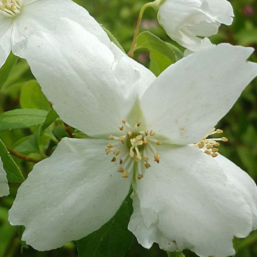 Seringat - Philadelphus Silberregen (Floraison)