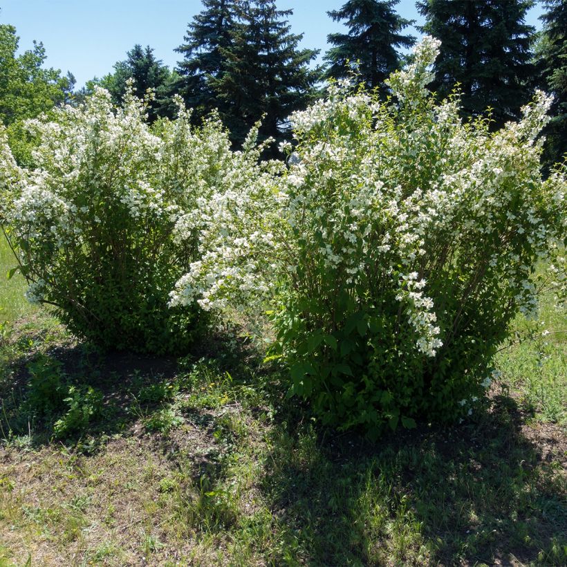 Seringat - Philadelphus Silberregen (Port)