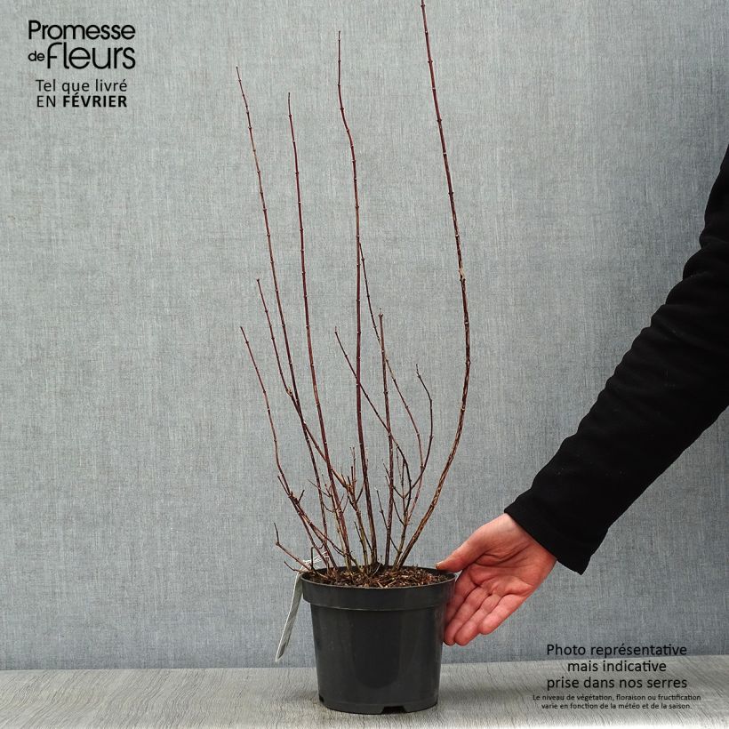Spécimen de Seringat - Philadelphus Snowbelle tel que livré en hiver