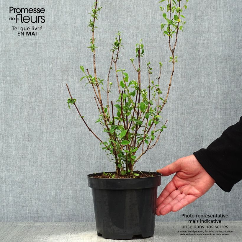 Spécimen de Seringat - Philadelphus Snowbelle en pot de 2L/3L tel que livré au printemps