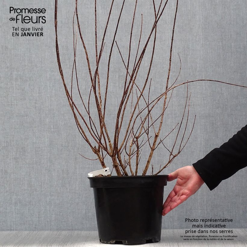 Spécimen de Seringat - Philadelphus Snowbelle tel que livré en hiver