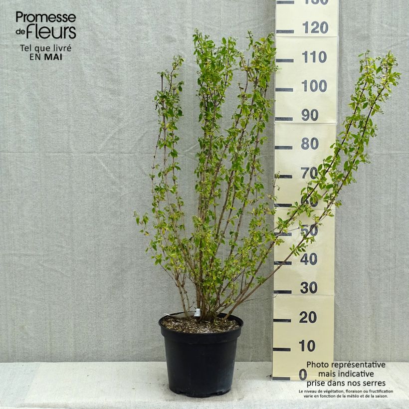 Spécimen de Seringat - Philadelphus Snowbelle en pot de 7,5L/10L tel que livré au printemps