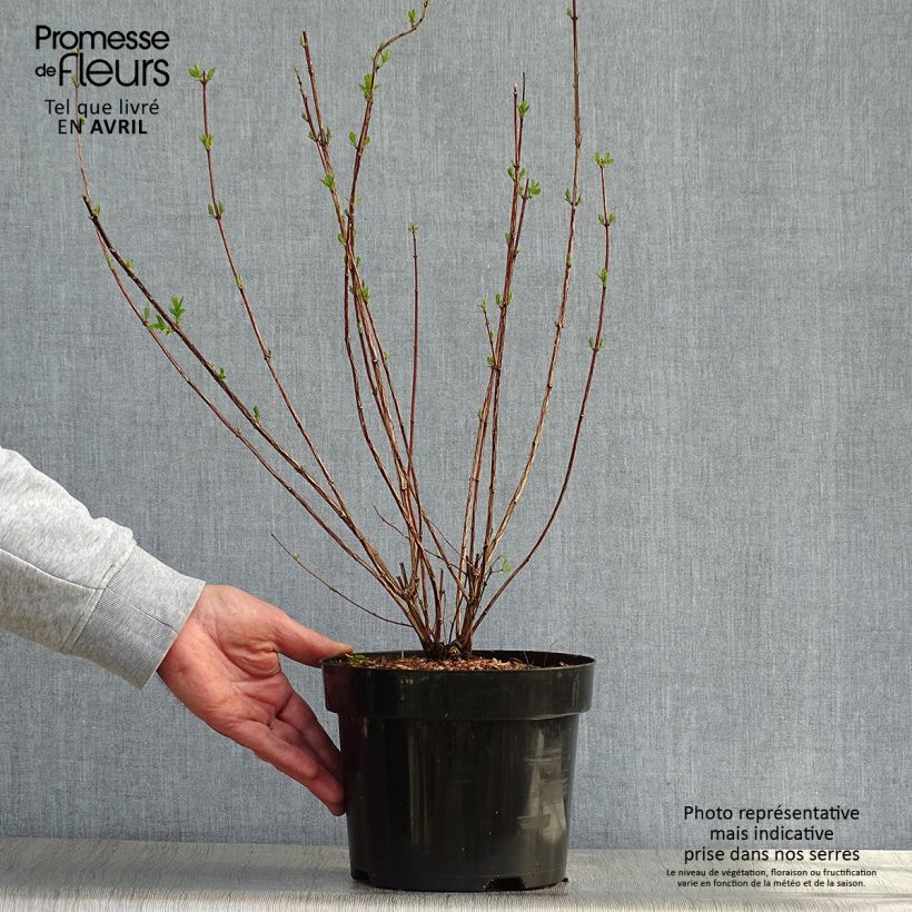 Spécimen de Seringat - Philadelphus polyanthus Mont Blanc tel que livré au printemps