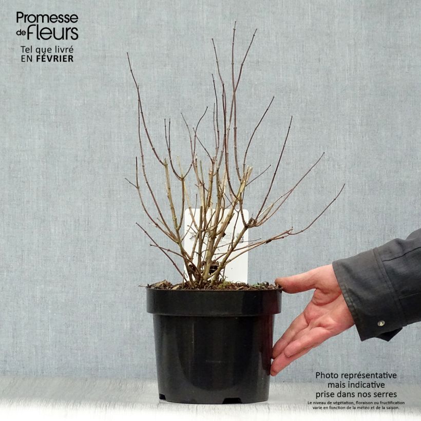 Spécimen de Seringat blanc - Philadelphus Albâtre tel que livré en hiver