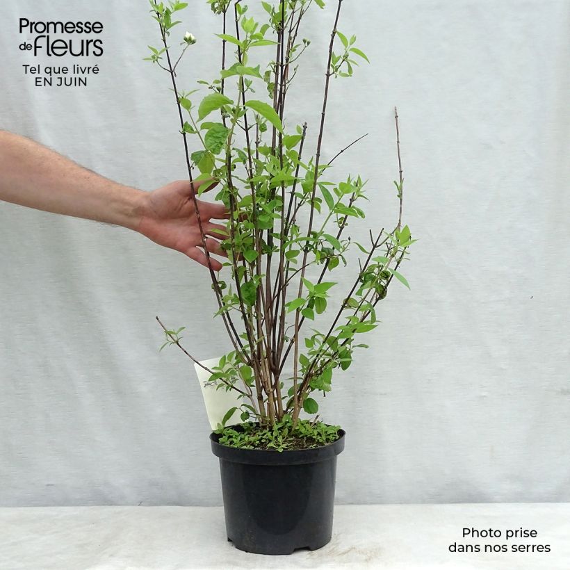 Spécimen de Seringat blanc - Philadelphus Natchez Pot de 4L/5L tel que livré en été