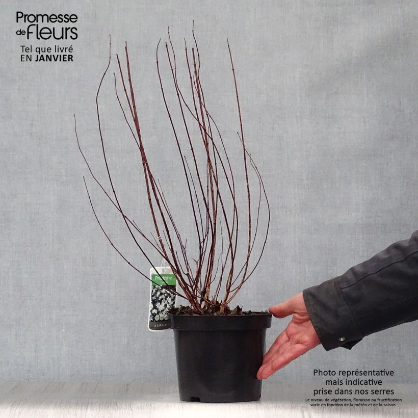 Spécimen de Seringat de Lemoine - Philadelphus Lemoinei tel que livré en hiver