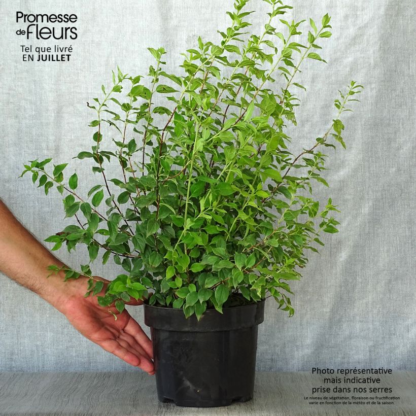Spécimen de Seringat de Lemoine - Philadelphus Manteau d'Hermine Pot de 3L/4L tel que livré en été