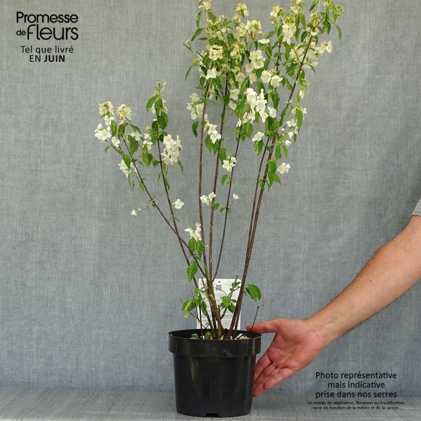 Spécimen de Seringat des Jardins - Philadelphus Innocence Pot de 3L/4L tel que livré en été