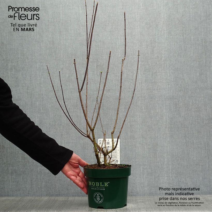 Spécimen de Seringat des Jardins - Philadelphus Innocence - Pot de 3,5L tel que livré au printemps