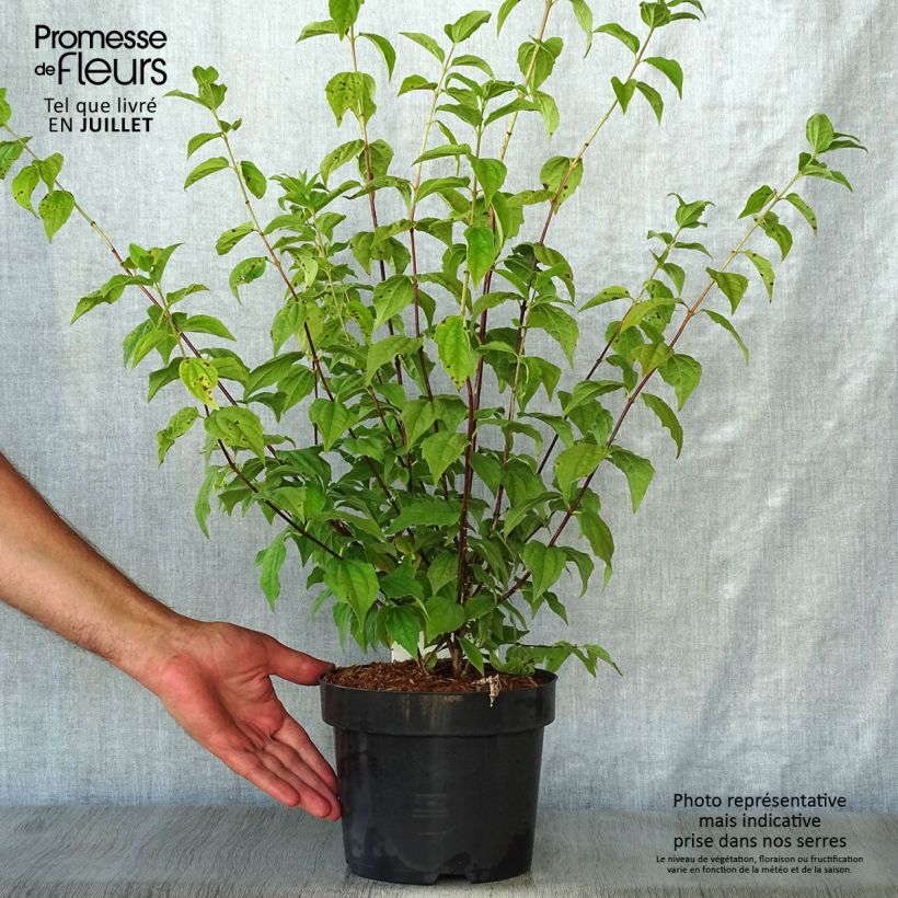 Spécimen de Seringat des jardins - Philadelphus Belle Etoile Pot de 3L/4L tel que livré en été