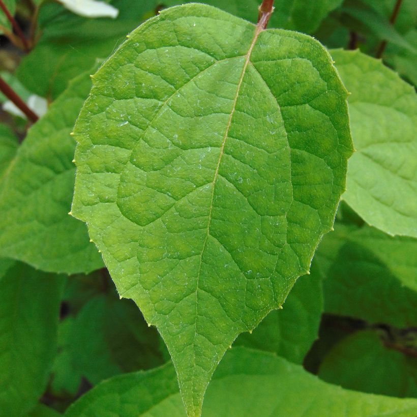 Seringat des jardins - Philadelphus Starbright (Feuillage)