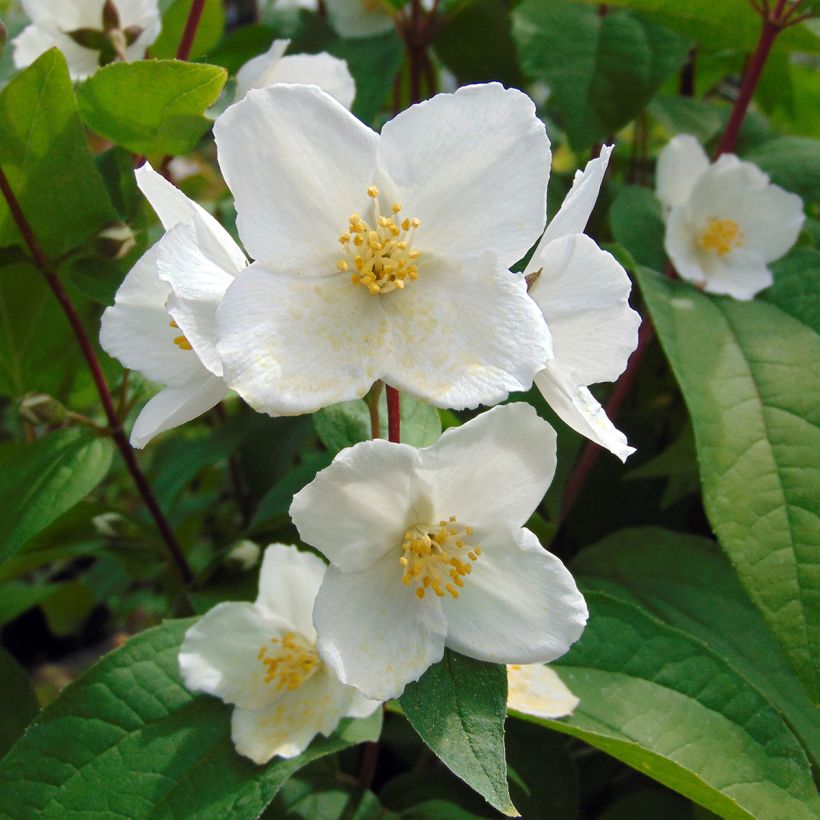 Seringat des jardins - Philadelphus Starbright (Floraison)