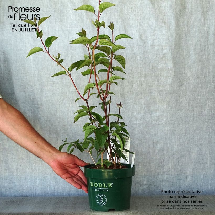 Spécimen de Seringat des jardins - Philadelphus Starbright Pot de 3L/4L tel que livré en été