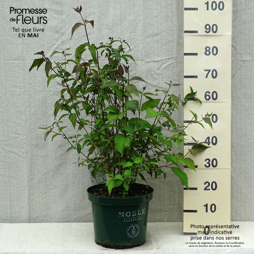 Spécimen de Seringat des jardins - Philadelphus Starbright en pot de 7,5l/10l tel que livré au printemps