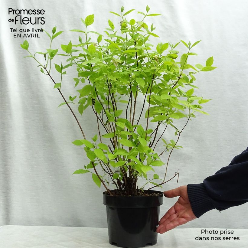Spécimen de Seringat des jardins - Philadelphus coronarius Aureus en pot 2L./3L. tel que livré au printemps