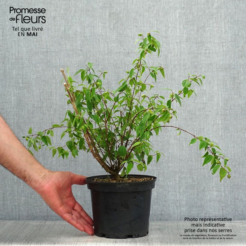 Spécimen de Seringat du Mexique - Philadelphus mexicanus - Pot de 3L/4L tel que livré au printemps