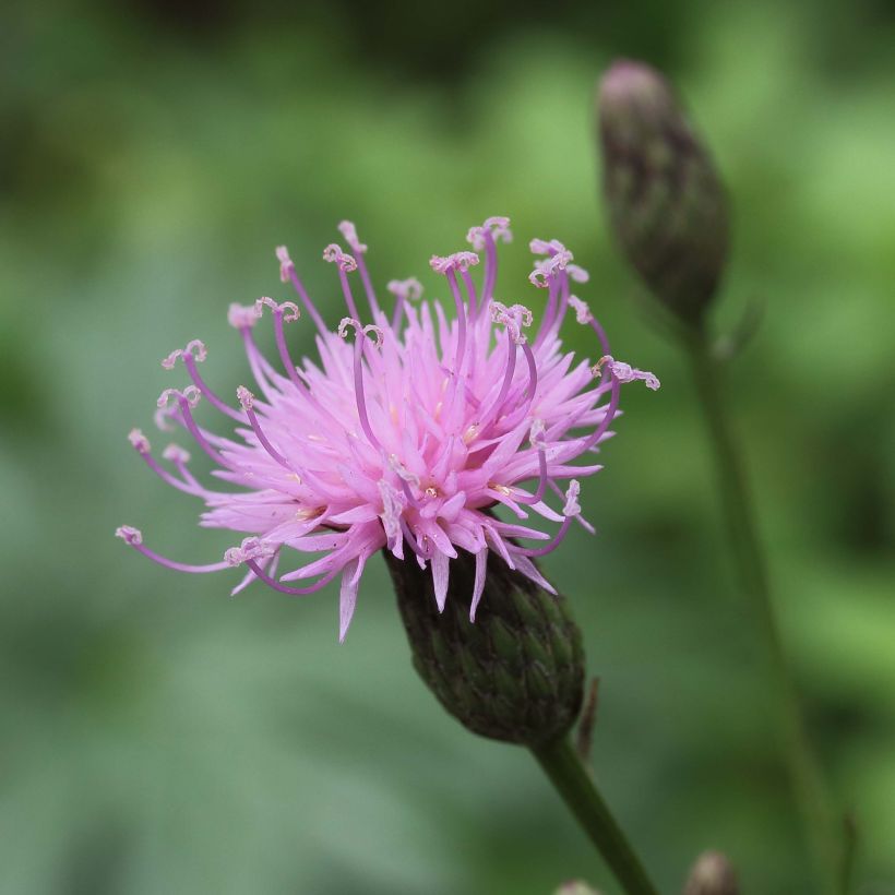 Serratula seoanei - Serratule de Seoane (Floraison)