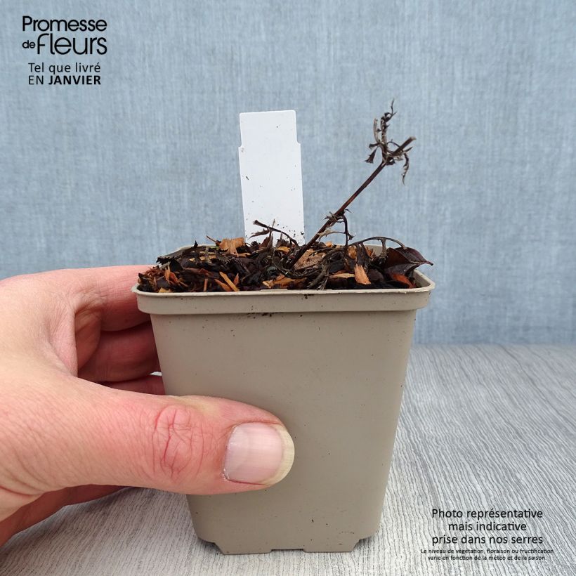 Spécimen de Serratula seoanei - Serratule de Galice Godet de 8/9 cm tel que livré en hiver