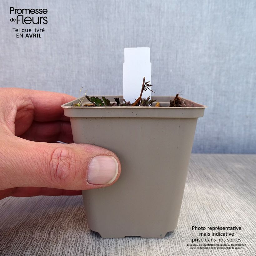 Spécimen de Serratula seoanei - Serratule de Galice Godet de 9cm doublon 85410 tel que livré au printemps