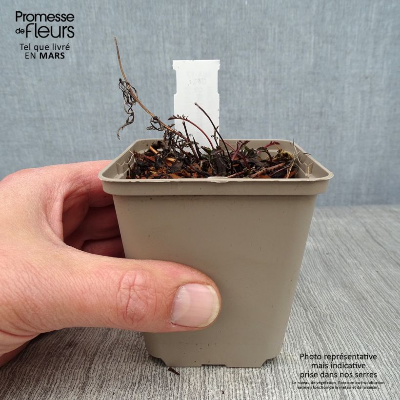 Spécimen de Serratula seoanei - Serratule de Seoane Godet de 8/9 cm tel que livré en hiver
