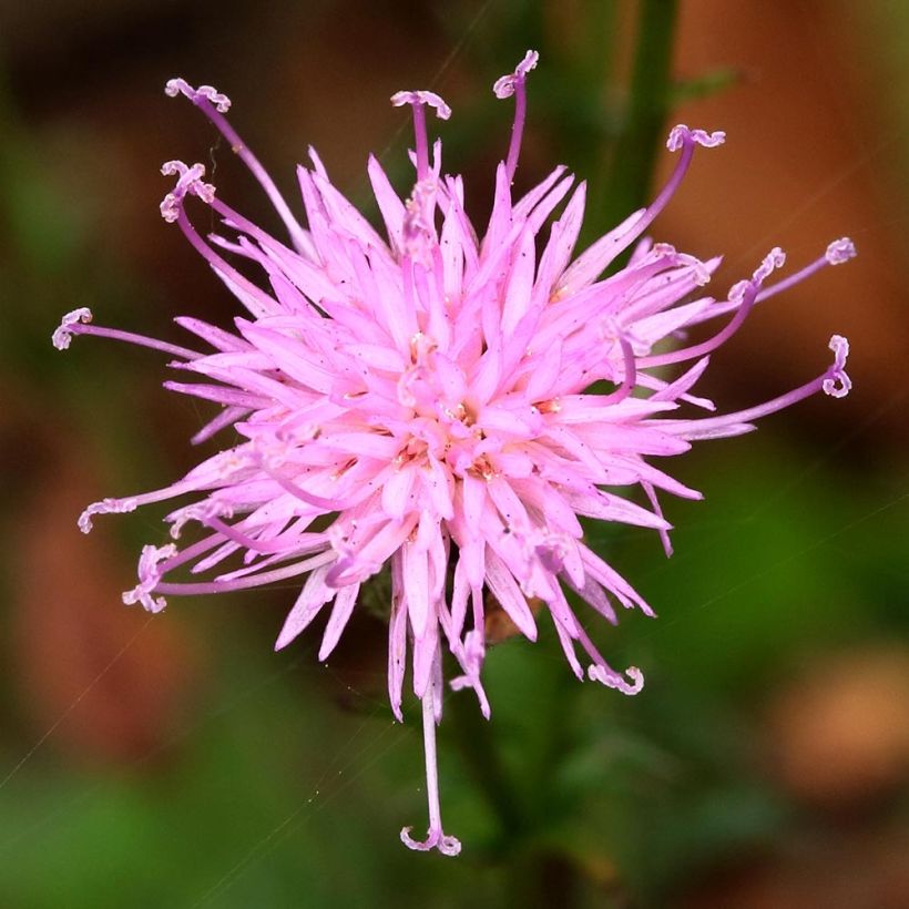 Serratula seoanei - Serratule de Galice (Floraison)