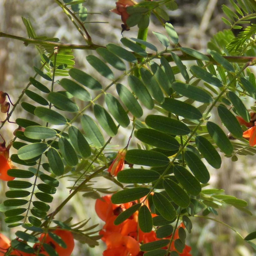 Sesbania punicea - Flamboyant d'Hyères (Feuillage)