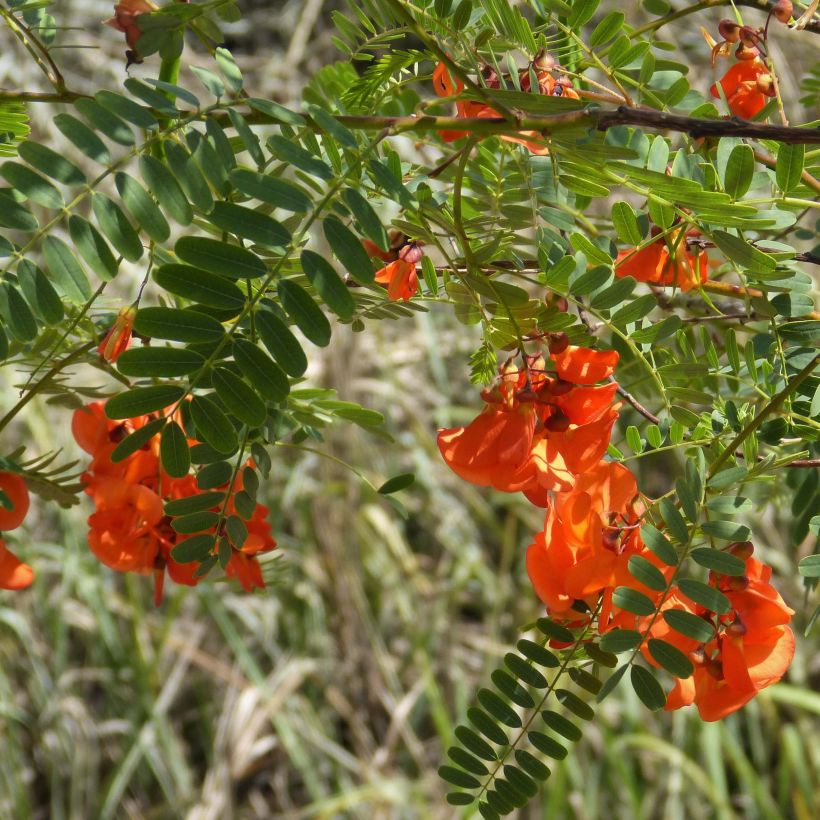 Sesbania punicea - Flamboyant d'Hyères (Floraison)