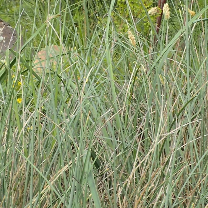 Sesleria argentea - Seslérie argentée (Feuillage)