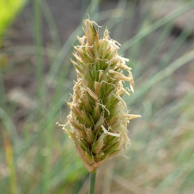 Sesleria argentea - Seslérie argentée (Floraison)