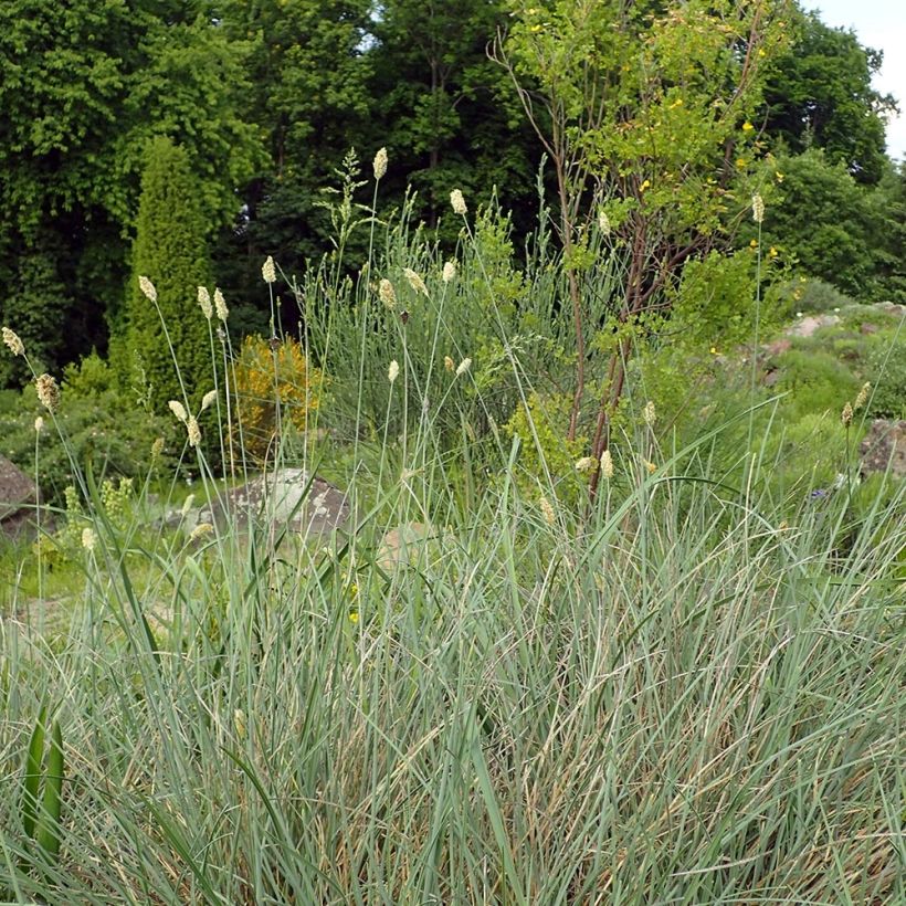 Sesleria argentea - Seslérie argentée (Port)