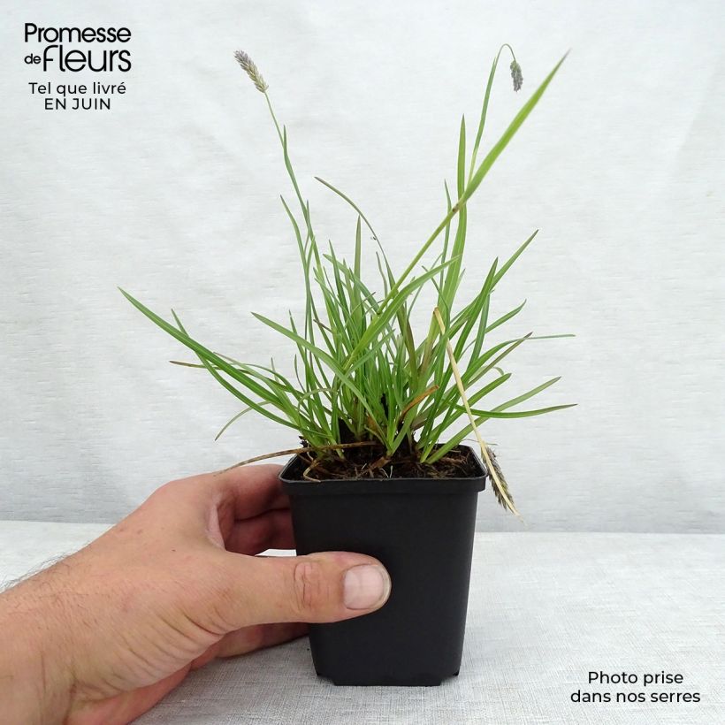 Spécimen de Sesleria argentea - Seslérie argentée Godet de 8/9 cm tel que livré en été
