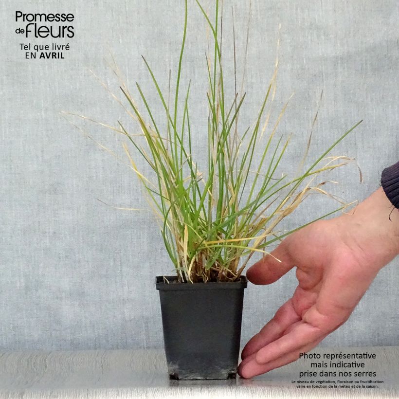 Spécimen de Sesleria argentea - Seslérie argentée Godet de 9cm tel que livré au printemps
