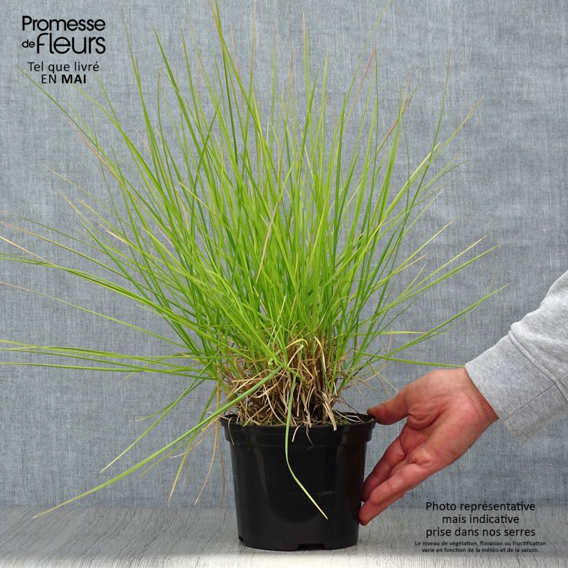 Spécimen de Sesleria autumnalis - Seslérie d'automne - Pot de 2L/3L tel que livré au printemps