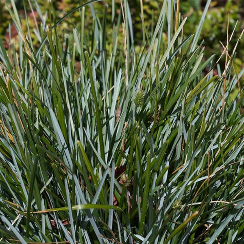 Sesleria caerulea - Seslérie bleue (Feuillage)