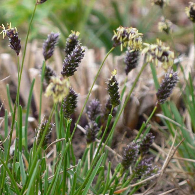 Sesleria caerulea - Seslérie bleue (Floraison)