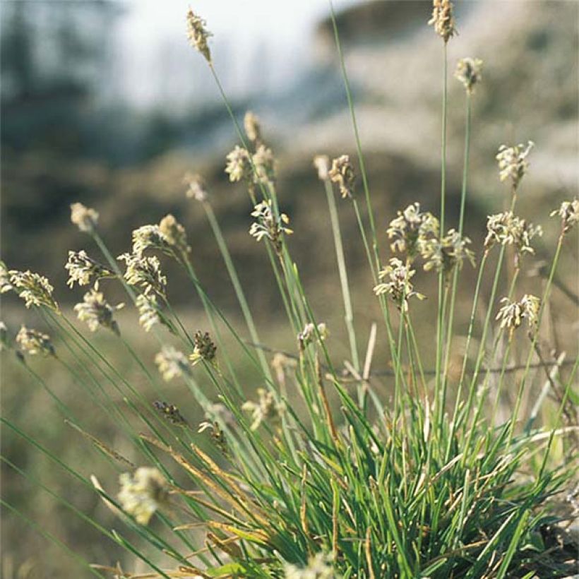 Sesleria caerulea - Seslérie bleue (Port)