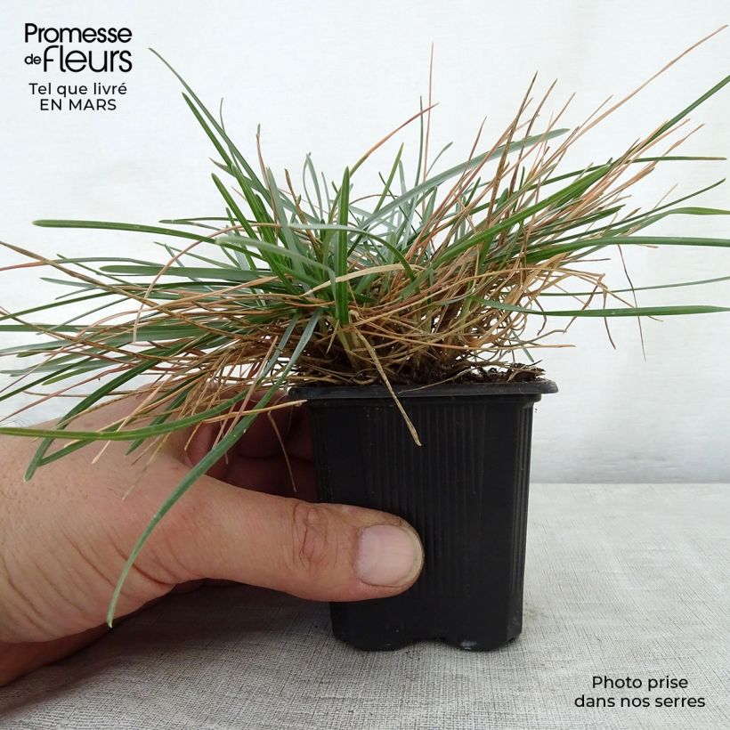 Spécimen de Sesleria caerulea - Seslérie bleue Godet de 9cm tel que livré au printemps