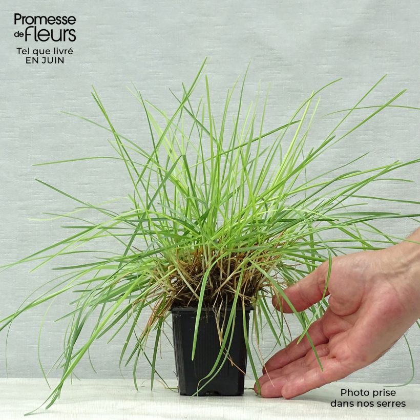 Spécimen de Sesleria caerulea - Seslérie bleue Godet de 8/9 cm tel que livré en été