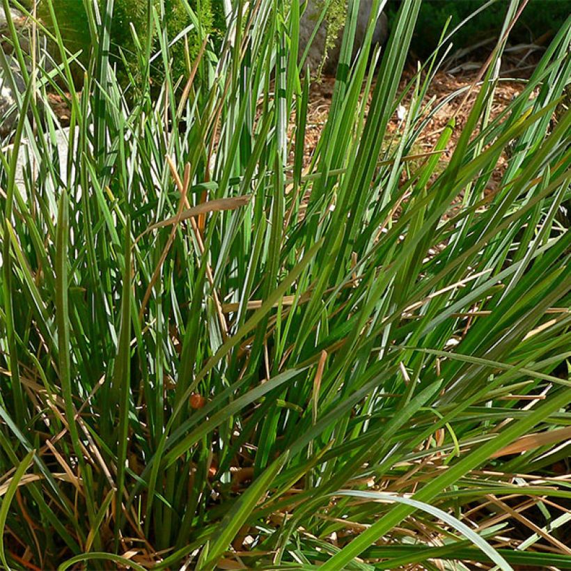 Sesleria heufleriana - Seslerie (Feuillage)