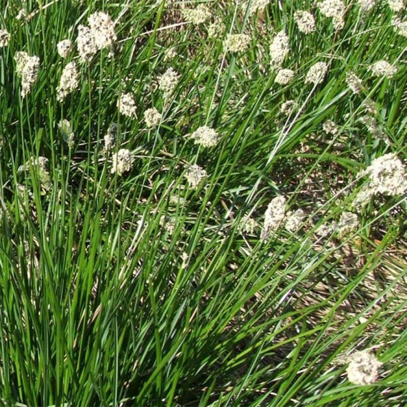 Sesleria heufleriana - Seslerie (Floraison)